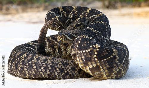 Foto eastern diamond back rattlesnake (crotalus adamanteus) coiled in defensive strik