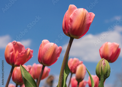 Awesome colorful tulip flowers with close up views and sky background