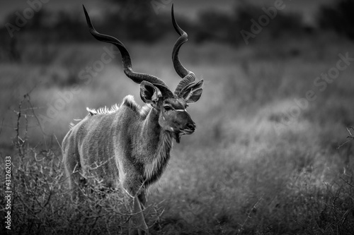 Kudu Bull - Kruger Park South Africa - black and white