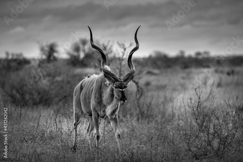 Kudu Bull - Kruger Park South Africa - black and white