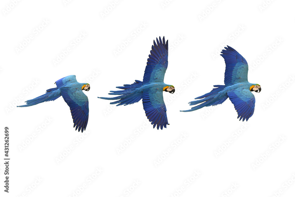 Blue and gold macaws flying isolated on white background