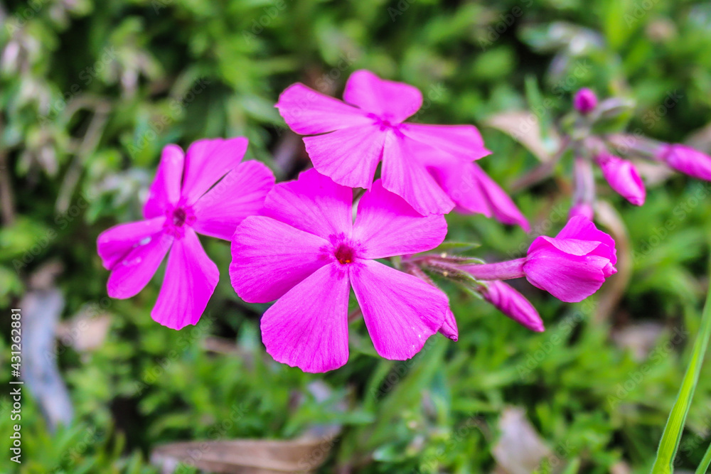 flowers in the garden flowers in the garden