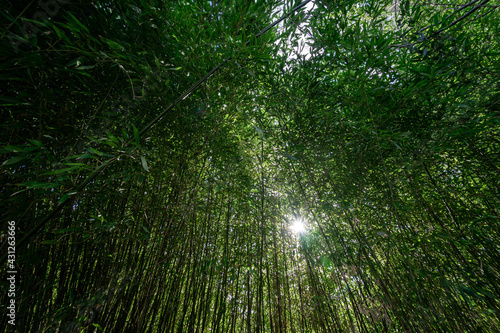 Young bamboo stems. The rays of the sun through the foliage. Background. © Sergey Kohl