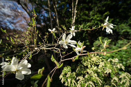 Blooming magnolia in the park.