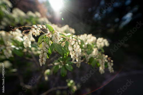 Blooming Pieris Japonica in the garden. Lens flare.
