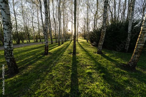 Evening sun rays in the city park.
