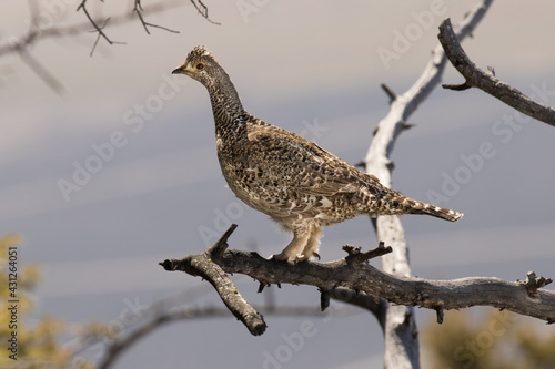 Принти на полотні Dusky Grouse Perched in a Tree