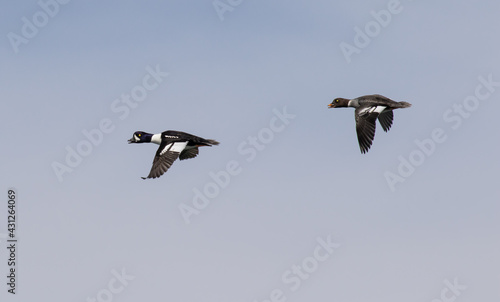 A Pair of Goldeneyes