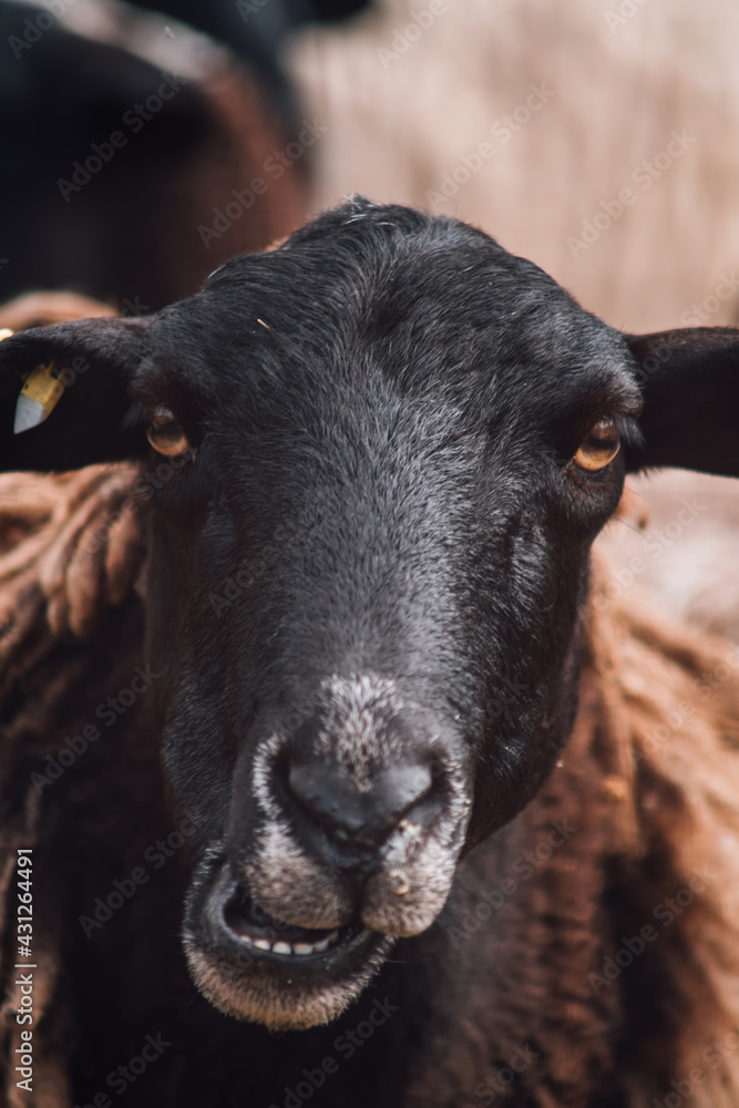 Sheep close up