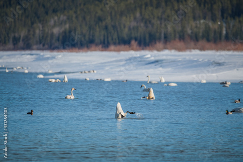 Large flock of tundra trumpeter swans while on a stopover to Alaska during spring time in Yukon Territory, Canada. Some birds feeding, standing on ice and swimming and feeding. 