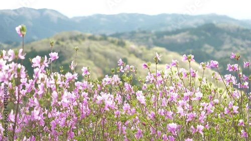 春・ツツジ満開・鯉のぼり
