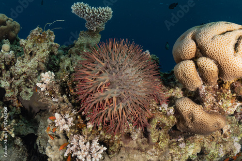 Coral reef and water plants in the Red Sea, Eilat Israel
 