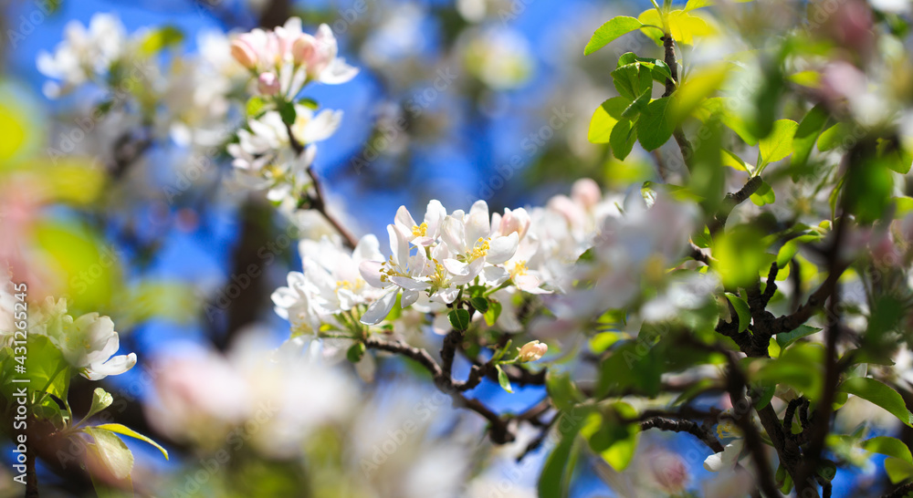 Apple blossoms over blurred nature background. Spring flowers. Spring Background. Apple blossoms over blurred nature background. Spring flowers. Spring Background.