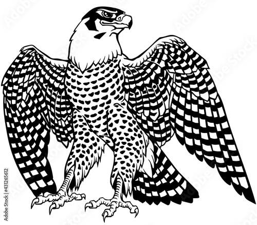 falcon a hunter with opened its wings. Bird of prey. Falconry. Black and white isolated vector illustration