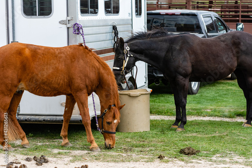 Two horses tied to a trailer eating a drinking