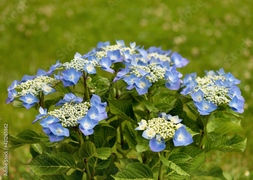 фотографія Beautiful blue Hydrangea blossom of macrophylla teller flower