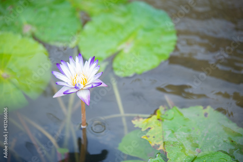 closeup of a lotus flower selective focus and shallow depth of field.Purple lotus in a small pond