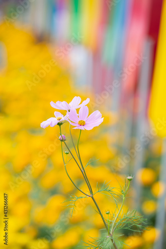 beautiful sweet pink cosmos flowers.The background image of the colorful flowers, background nature