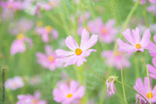 beautiful sweet pink cosmos flowers.The background image of the colorful flowers, background nature