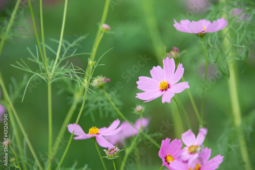 beautiful sweet pink cosmos flowers.The background image of the colorful flowers, background nature