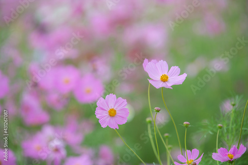 beautiful sweet pink cosmos flowers.The background image of the colorful flowers, background nature