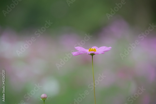 beautiful sweet pink cosmos flowers.The background image of the colorful flowers, background nature