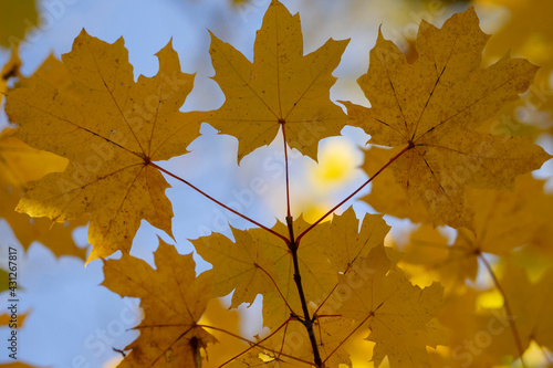 Autumn yellow maple foliage against the sky. Leaf fall. Early autumn.