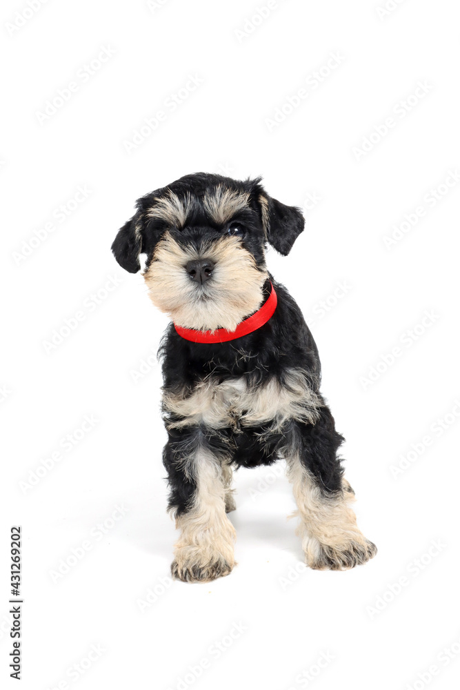 miniature Schnauzer puppy black and silver isolated on white miniature Schnauzer puppy black and silver isolated on white