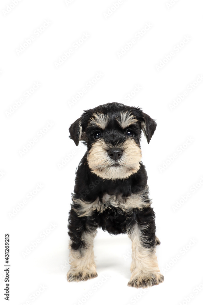 miniature Schnauzer puppy black and silver isolated on white miniature Schnauzer puppy black and silver isolated on white