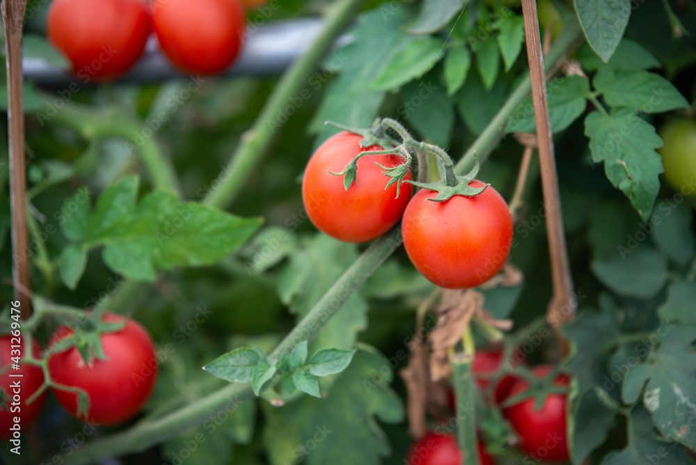 red and green tomatoes are on the green foliage background