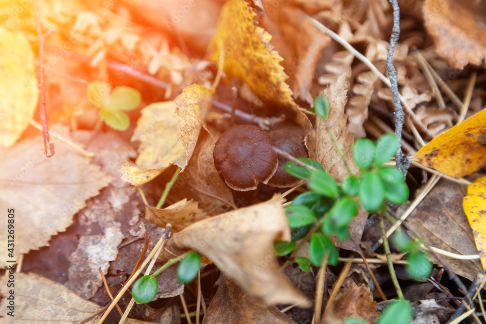 Close-up on a small brown mushroom hidden among yellow autumn leaves on the ground in the forest. Food and mushroom picking hobbies.