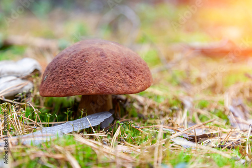 A close-up of a big mushroom with a brown cap hidden among the autumn leaves and spruce needles fallen from the trees. Food and mushroom picking.
