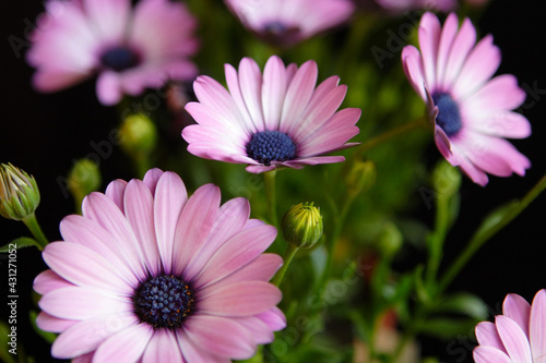 violet pink daisy flowers closeup