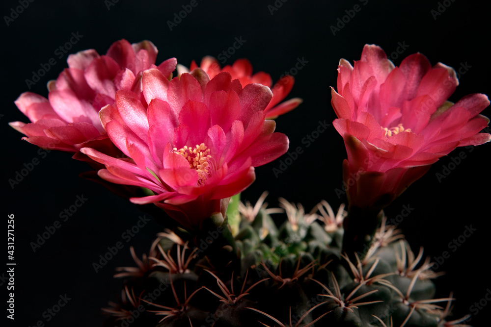 low key photography red flower of gymnocalycium baldianum cactus