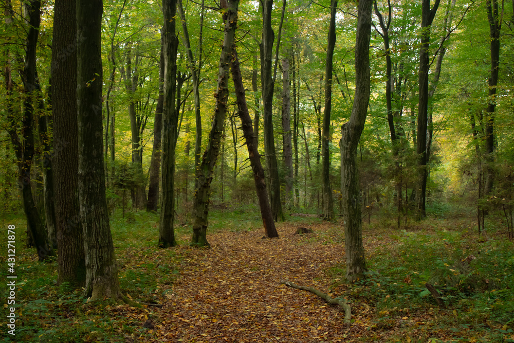 forest in autumn