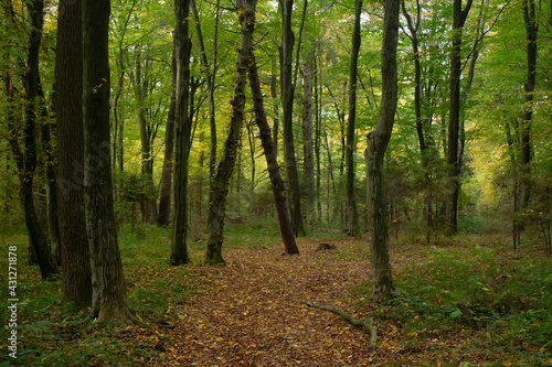 forest in autumn © Остап Меньок