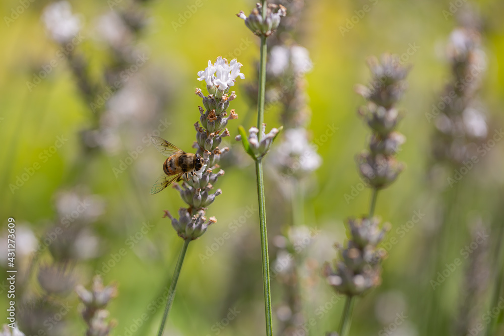 A bee harvesting pollen of a white lavender A bee harvesting pollen of a white lavender