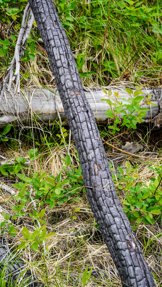 Smoked and dead tree branches after wildfire resemble snake skin against newly grown plant after wildfire in a self-healing forest Smoked and dead tree branches after wildfire resemble snake skin against newly grown plant after wildfire in a self-healing forest