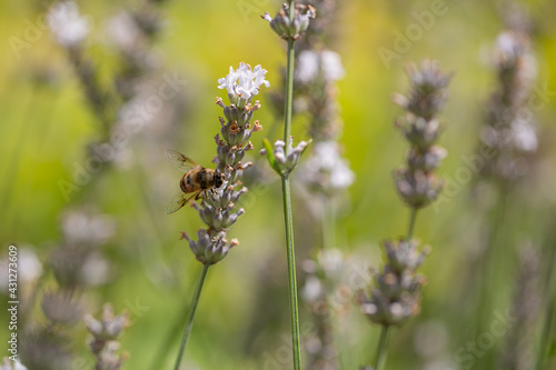 A bee harvesting pollen of a white lavender
