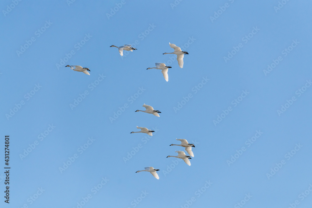 Large flock of white Canadian tundra trumpeter swans flying above with bright blue daytime sky in background. 