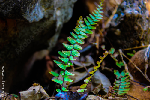 Cave mouth fern.