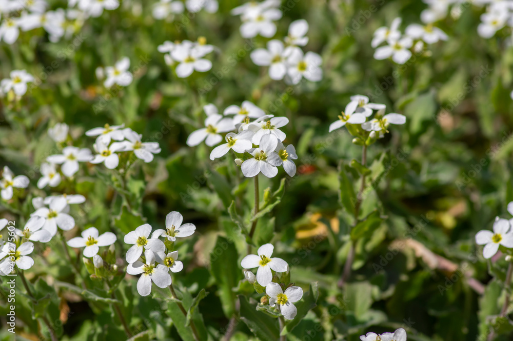 Arabis caucasica arabis mountain rock cress springtime flowering plant, causacian rockcress flowers with white petals in bloom Arabis caucasica arabis mountain rock cress springtime flowering plant, causacian rockcress flowers with white petals in bloom