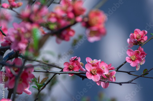 Chaenomeles japonica japanese maules quince flowering shrub, beautiful pink flowers in bloom on springtime branches