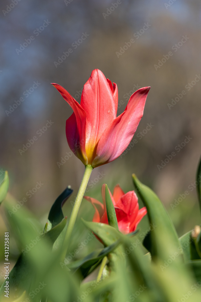 Red tulip in garden. Fully open side view. Green leaves Red tulip in garden. Fully open side view. Green leaves
