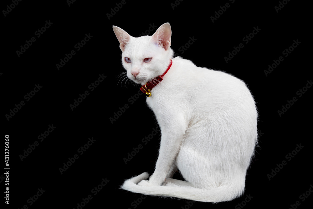 Siamese white cat on black background. Thai domestic cat, very cute and smart pet in house, beautiful white cat. Siamese white cat on black background. Thai domestic cat, very cute and smart pet in house, beautiful white cat.