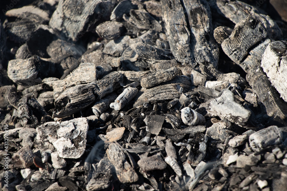 Burnt trees by the fire, coal, ash Burnt trees by the fire, coal, ash