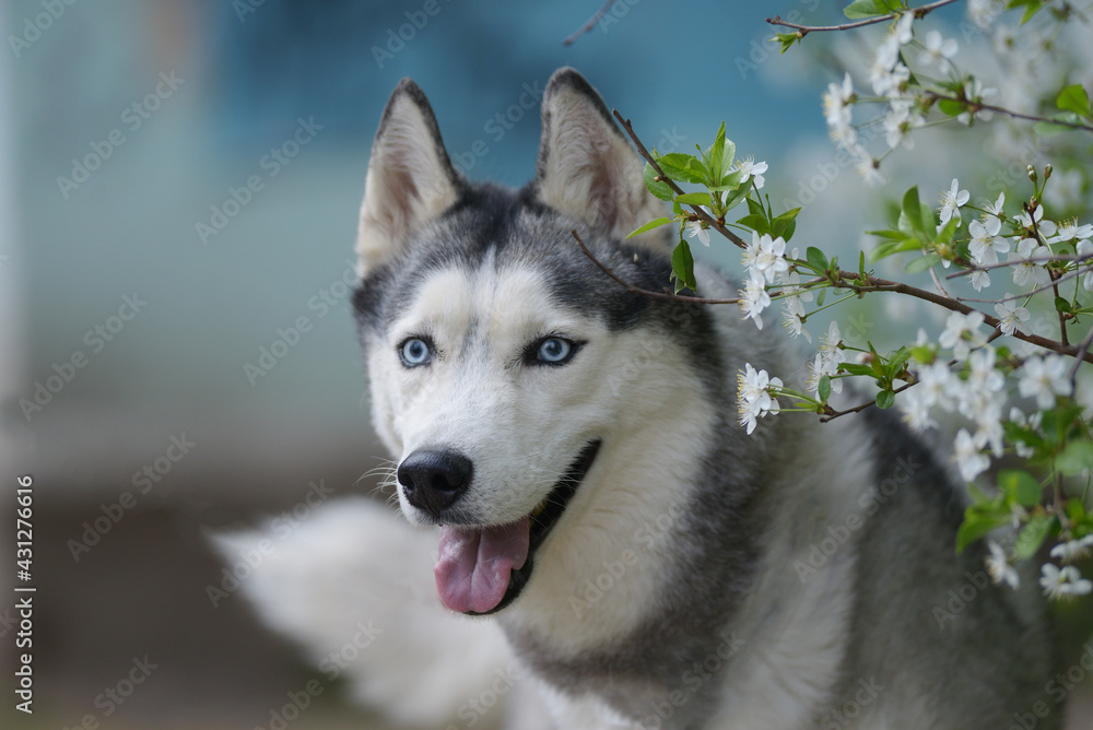 Beautiful male husky in the bushes of flowering spring white
Portrait of a husky dog in profile of a sunny summer day in flowers