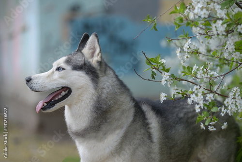 Beautiful male husky in the bushes of flowering spring white Portrait of a husky dog in profile of a sunny summer day in flowers