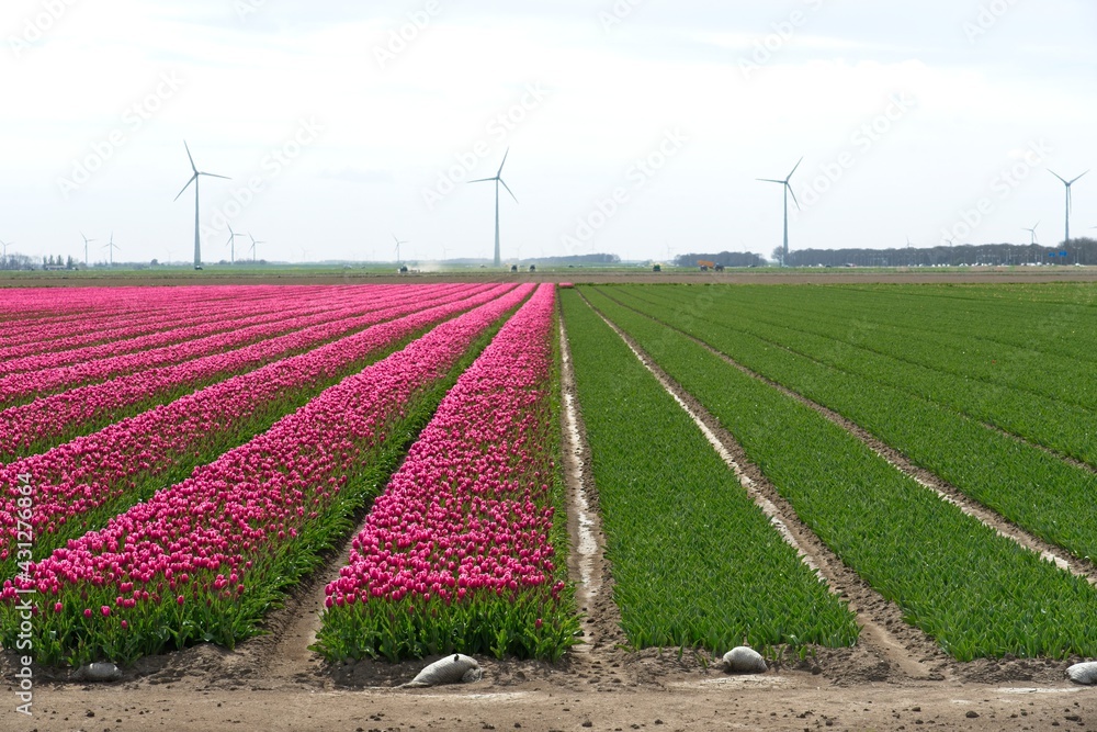 Flevoland Netherlands - April 24 2021 - Field with tulips in the Flevopolder in the Netherlands