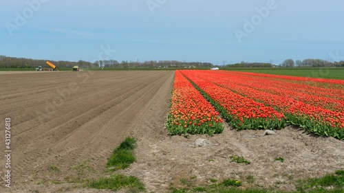 Flevoland Netherlands - April 24 2021 - Field with tulips in the Flevopolder in the Netherlands